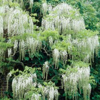 Vistéria japonská - Wisteria floribunda 'Longissima Alba'-150/200cm