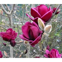 Magnolia 'Genie' - 50/60cm