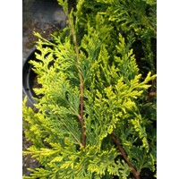 Cyprusovec leylandský  - Cupressocyparis leylandii ´Castlewellan Gold´ Co40L 160/180 SPIRAL