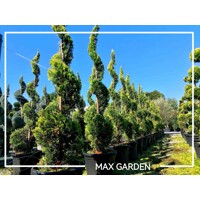 Cyprusovec leylandský  - Cupressocyparis leylandii ´Castlewellan Gold´ SPIRAL- 200/220cm