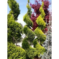 Cyprusovec leylandský  - Cupressocyparis leylandii ´Castlewellan Gold´ SPIRAL- 200/220cm