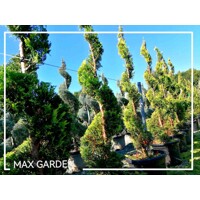 Cyprusovec leylandský  - Cupressocyparis leylandii ´Castlewellan Gold´ SPIRAL- 200/220cm