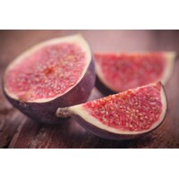 Figovník - Ficus carica ´Early Violet´ - 20/30cm