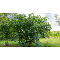 Figovník - Ficus carica ´Early Violet´ 20/30 Co2L