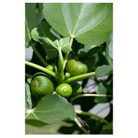 Figovník - Ficus carica ´Early Violet´ 20/30 Co2L