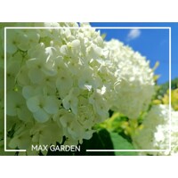 Hortenzia stromčekovitá - Hydrangea arborescens 'Annabelle' 
