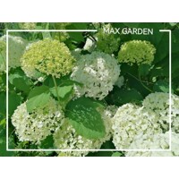 Hortenzia stromčekovitá - Hydrangea arborescens 'Annabelle' 