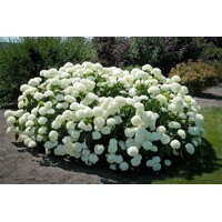 Hortenzia stromčekovitá - Hydrangea arborescens 'Annabelle' 