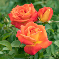 Ruža záhonová - Rosa floribunda - oranžová Co3L