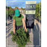 Borovica horská (kosodrevina)  - Pinus mugo varegiata mughus  - 45+cm