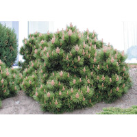 Borovica horská (kosodrevina)  - Pinus mugo varegiata mughus  - 45+cm