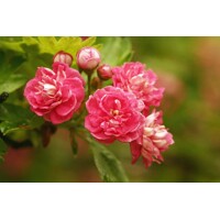 Hloh krivokališný - Crataegus laevigata 'Paul's Scarlet'  Co12L - KM120