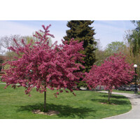 Hloh krivokališný - Crataegus laevigata 'Paul's Scarlet'  Co12L - KM120