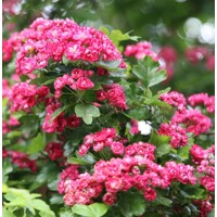 Hloh krivokališný - Crataegus laevigata 'Paul's Scarlet'  Co12L - KM120
