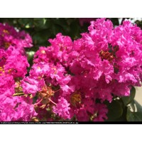 Myrta krepová tmavo ružová - Lagerstroemia indica ´Magnifica Rosea ´  Co3L 40/60