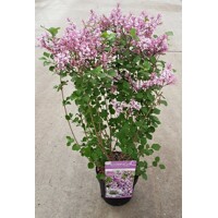 Syringa 'Red Pixie' - 40/60cm