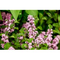Syringa 'Red Pixie' - 40/60cm