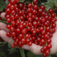 Ríbezľa červená stromčeková - Ribes rubrum  'Rovada' Co4L Km60