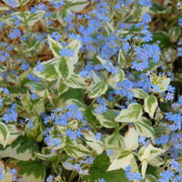 Brunnera macrophylla ´Variegata´ Co14