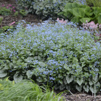Brunnera macrophylla ´Variegata´