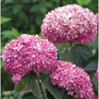 Hortenzia strom?ekovitá - Hydrangea arborescens 'Pink Annabelle'