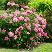 Hortenzia strom?ekovitá - Hydrangea arborescens 'Pink Annabelle'