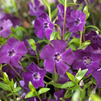 Zimozele? menšia - Vinca minor  'Atropurpurea'