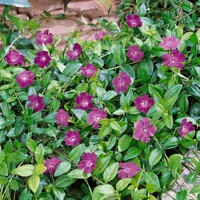 Zimozele? menšia - Vinca minor  'Atropurpurea'
