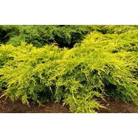 Borievka prostredná - Juniperus media ´Old gold´ Co2L