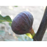 Figovník - Ficus carica ´Györöki lapos´ - 30/40cm