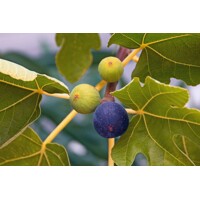 Figovník - Ficus carica ´Györöki lapos´ - 30/40cm