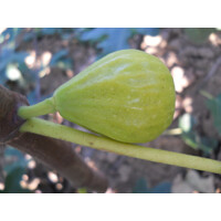 Figovník - Ficus carica ´Mary Lane´ (bezsemenné) - 30/40cm