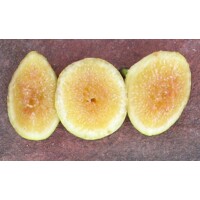 Figovník - Ficus carica ´Mary Lane´ (bezsemenné) - 30/40cm