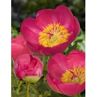 Pivonka ?ínska - Paeonia lactiflora 'Flame'  Co3L