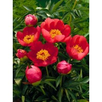 Pivonka čínska - Paeonia lactiflora 'Flame'  Co3L