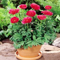 Pivonka ?ínska - Paeonia lactiflora 'Flame'  Co3L
