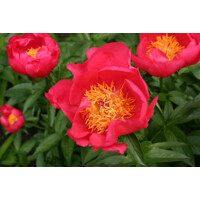 Pivonka ?ínska - Paeonia lactiflora 'Flame'  Co3L