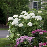 Hortenzia SILNÁ odroda Anabelle- Hydrangea arborescens 'Strong Annabelle'