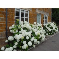 Hortenzia SILNÁ odroda Anabelle- Hydrangea arborescens 'Strong Annabelle'
