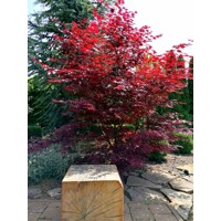 Javor dla?olistý NAJ?ERVEN?Í KULTIVAR  - Acer palmatum 'Fireglow'  - 70/100cm