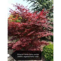 Javor dla?olistý NAJ?ERVEN?Í KULTIVAR  - Acer palmatum 'Fireglow'  - 70/100cm