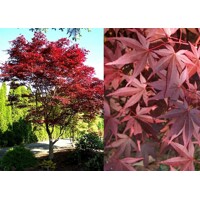 Javor dla?olistý NAJ?ERVEN?Í KULTIVAR  - Acer palmatum 'Fireglow'  - 70/100cm