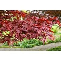 Javor dla?olistý NAJ?ERVEN?Í KULTIVAR  - Acer palmatum 'Fireglow'  - 70/100cm