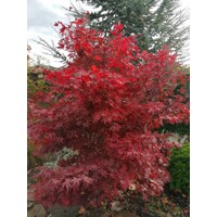 Javor dla?olistý NAJ?ERVEN?Í KULTIVAR  - Acer palmatum 'Fireglow'  - 70/100cm