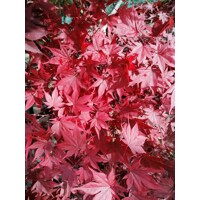 Javor dla?olistý NAJ?ERVEN?Í KULTIVAR  - Acer palmatum 'Fireglow'  - 70/100cm