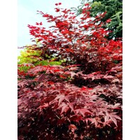 Javor dla?olistý NAJ?ERVEN?Í KULTIVAR  - Acer palmatum 'Fireglow'  - 70/100cm