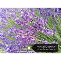 Levanduľa úzkolistá  -  Lavandula angustifolia 'Hidcote Blue'  Co17