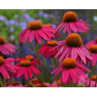 Echinacea ´PowWow Wild Berry´