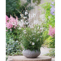 Gaura lindheimeri ´Elurra´