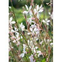 Gaura lindheimeri ´Elurra´